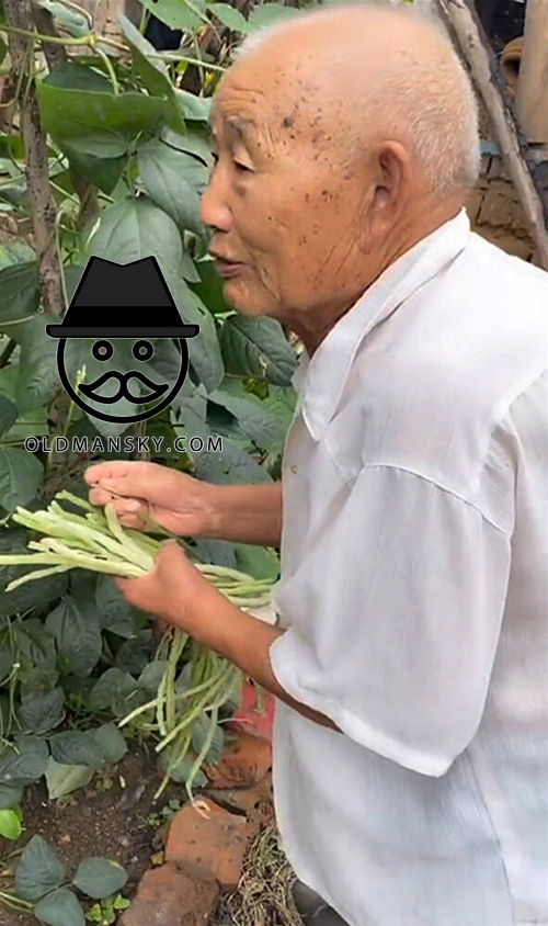 Two farmers old men picked up vegetables in the field